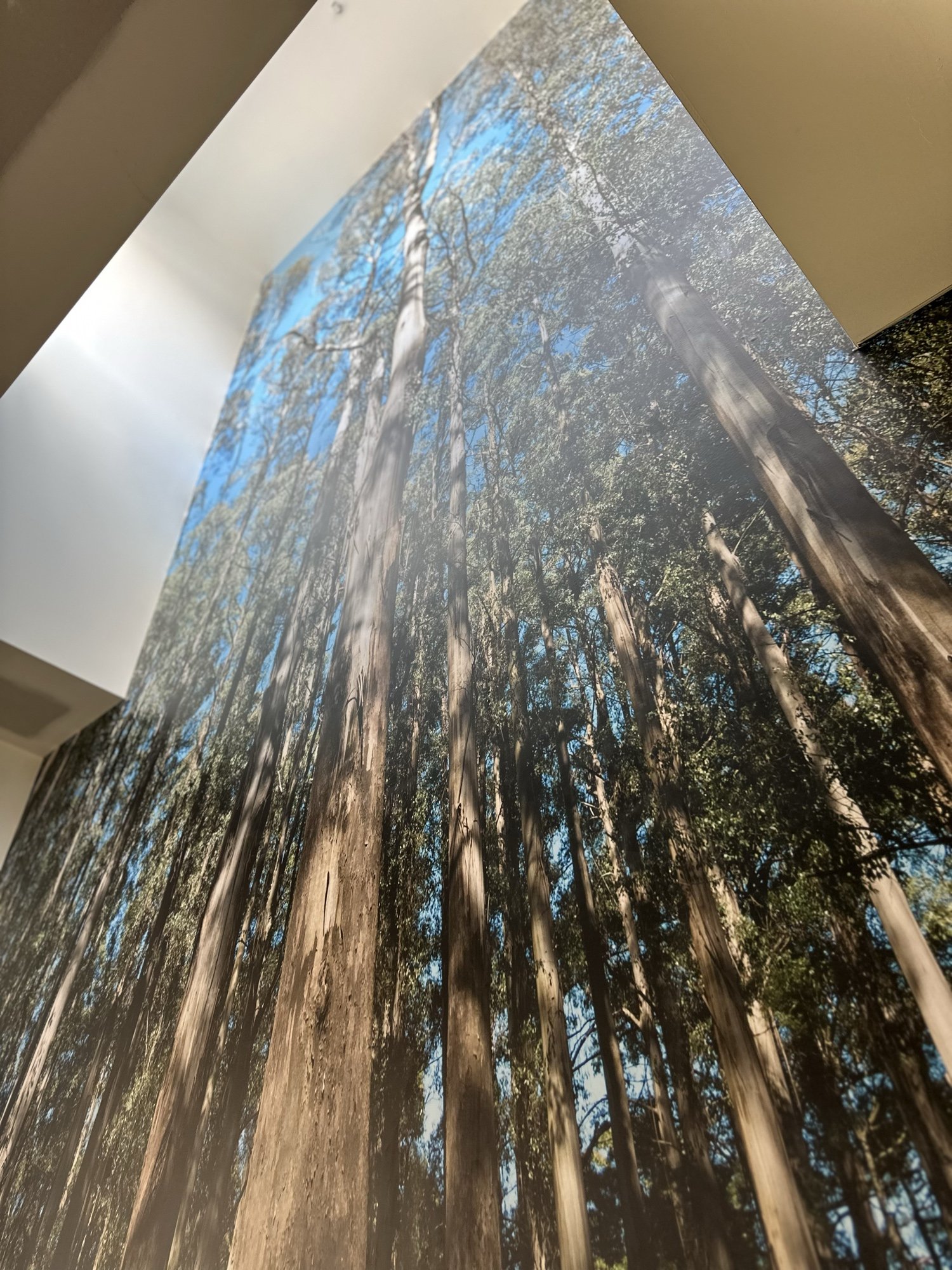 Six-metre eucalypt forest canopy photographic wall wrap in a full-height atrium